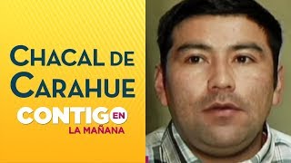 Carlos Pinto presentó la historia del chacal de Carahue  Contigo en la Mañana [upl. by Adama]