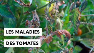 Les maladies des tomates [upl. by Nosneb388]