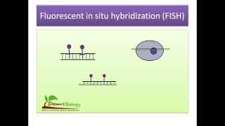 Fluorescent in situ hybridization FISH [upl. by Gora]