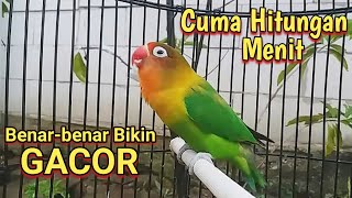 Suara Burung Labet Gacor fighter Cepat bikin Lovebird sekitar terpancing emosi Bunyi ngekek panjang [upl. by Sigmund]