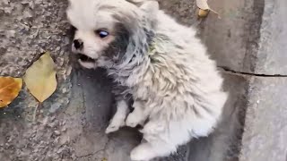 Abandoned puppy was kicked and injured twitching for two days but no one came to help [upl. by Onibas]