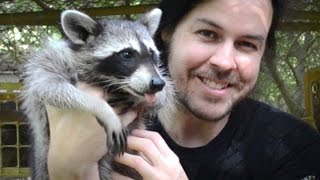 Rescuing Baby Raccoons  How to feed and raise coon babies [upl. by Kameko]