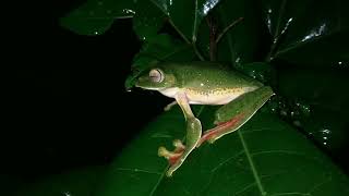 Malabar gliding frog Rhacophorus malabaricus [upl. by Lon]