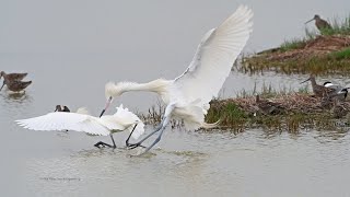 Egretta rufescens REDDISH EGRET white morphs catching fish 3029459 [upl. by Yesnnyl91]