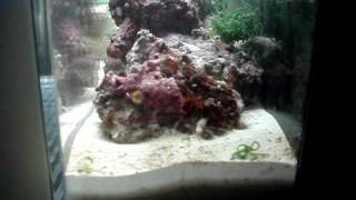 CPR AquaFuge HOB Refugium Review Part 2 [upl. by Collbaith284]