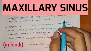 Paranasal Sinuses  2  Maxillary Sinus [upl. by Aivart]