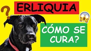 COMO CURAR LA ERLIQUIA EN LOS PERROS [upl. by Seem865]