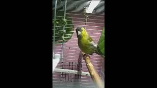 Eurasian Siskin Song  تغريد النعار [upl. by Parent89]