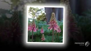 Veltheimia  garden plants [upl. by Crawley100]