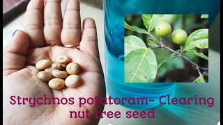 Strychnos potatorum l Clearing nut tree seed l Natural water purifier shorts ytshorts trending [upl. by Arihsay]