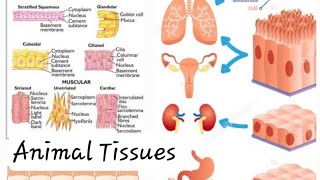 Animal Tissues Epithelial and Connective Tissues Class 9 Digital Science with Himani [upl. by Niven355]