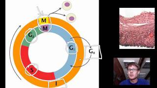 Cell Cycle Mitosis and Meiosis [upl. by Adieno]