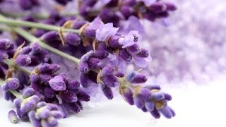 Checking Up On The Lavender Seedlings Crop For 2023 Growing Lavender From Seed Tips [upl. by Edmead]