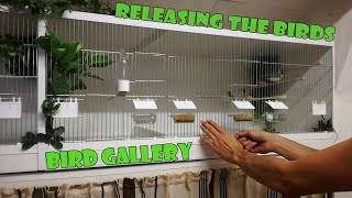 Aviary Birds Released Into Their New Breeding Cages The Bird Gallery [upl. by Annavahs]