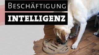 HUND TESTET INTELLIGENZSPIELZEUG  Hundespielzeug selber machen  beschäftigen Beschäftigung [upl. by Aeduj]