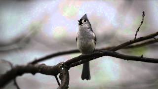 Tufted Titmouse Calling Its Mate [upl. by Lander942]