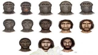 Hominoids Hominids and Hominidae [upl. by Damour]