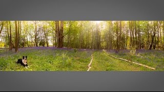 Bluebell Wood Photo Challenge Take and Make Great Photography with Gavin Hoey [upl. by Sheff]