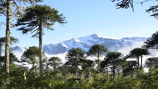 Araucaria  Monkey Puzzle trees  Conguillio  Chile [upl. by Pucida]