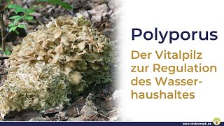 Vitalpilz Polyporus [upl. by Tserof]