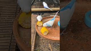 Buteaful buggies birds youtube cat birds viral [upl. by Zug]