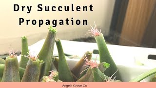 Dry Succulent Propagation  Angels Grove Co [upl. by Karlow302]