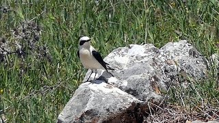 Blackeared Wheatear in Spain [upl. by Anahsohs]