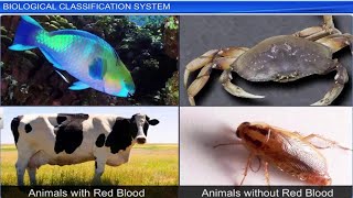 CBSE Class 11 Biology  Biological Classification System  Full Chapter  By Shiksha House [upl. by Caraviello]