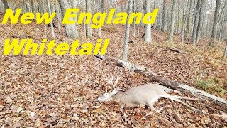 In Pursuit of New England Whitetails [upl. by Lizzie]