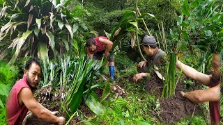 Tupistra nutans plantation Parfekdung thangbu phapat netbu ᰎᰦᰲᰑᰬᰭᰌᰫᰵ ᰋᰤᰦᰵᰓᰫ Organic vigetable Sikkim [upl. by Aryamoy]