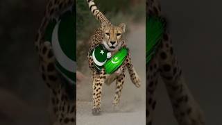 Indian USA pakistan dog runing speedviralrunshort viral [upl. by Nollat]