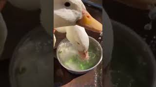 Ducks eating peas [upl. by Rollie]