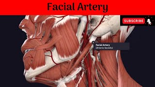 Facial Artery Anatomy mbbs education bds headandneckanatomy arteries [upl. by Scott]