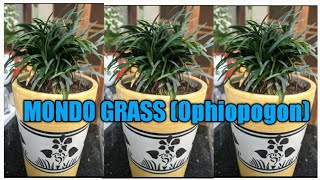 How to grow and care MONDO GRASSOphiopogon propagation [upl. by Ydnim533]