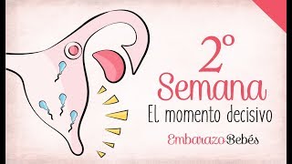 SEMANA 2 de Embarazo  1º Mes  Semana a semana [upl. by Aknayirp229]