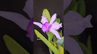 Cattleya lobata orchid inbloomnow Hillbillyorchids Cattleyalobata [upl. by Nonad]