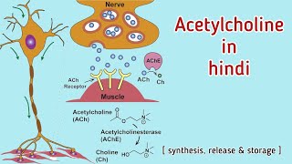 Acetylcholine in hindi  Release storage synthesis of Ach  Tarang Academy [upl. by Naret]