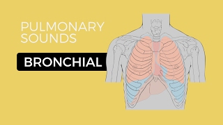 02  Lung Sounds  Bronchial breath sounds [upl. by Yendic]