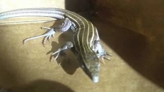 A Visit from the State Reptile of New Mexico [upl. by Janeva]