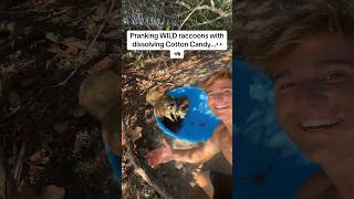 Cotton Candy prank on WILD Raccoons…👀🦝 [upl. by Esteban561]