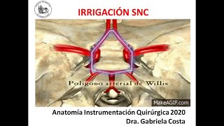 Neuroanatomía Irrigación SNC Polígono de Willis [upl. by Castillo]