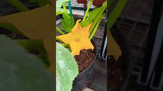 How long do zucchini flowers stay open  Quick tips for beginners shorts [upl. by Apfelstadt981]