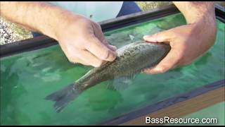 Fizzing A Bass  How To Fizz the Right Way  Bass Fishing [upl. by Zerk373]