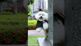 Nhìn Chó Poodle Dễ Thương Chưa Nè shopthucunggiare chopoodle chópoodle thucung chó [upl. by Amii49]