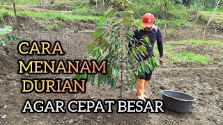 CARA MENANAM BIBIT DURIAN MUSANG KING [upl. by Gnak534]