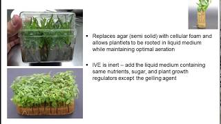 OASIS® Invitro Express Foam Media for Plant Tissue Culture The results are remarkable [upl. by Ellatsirhc]