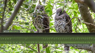 Powerful Owl Calls amp Sounds [upl. by Berardo]