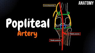 Popliteal Artery and the Patellar Network EASY scheme [upl. by Evelin409]