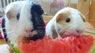 Guinea Pigs Eating Watermelon [upl. by Coltin]