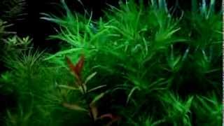 Heteranthera zosterifolia  aquatic plants guide [upl. by Jesher]